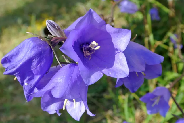 Campanula in Sint Maartensvlotbrug
