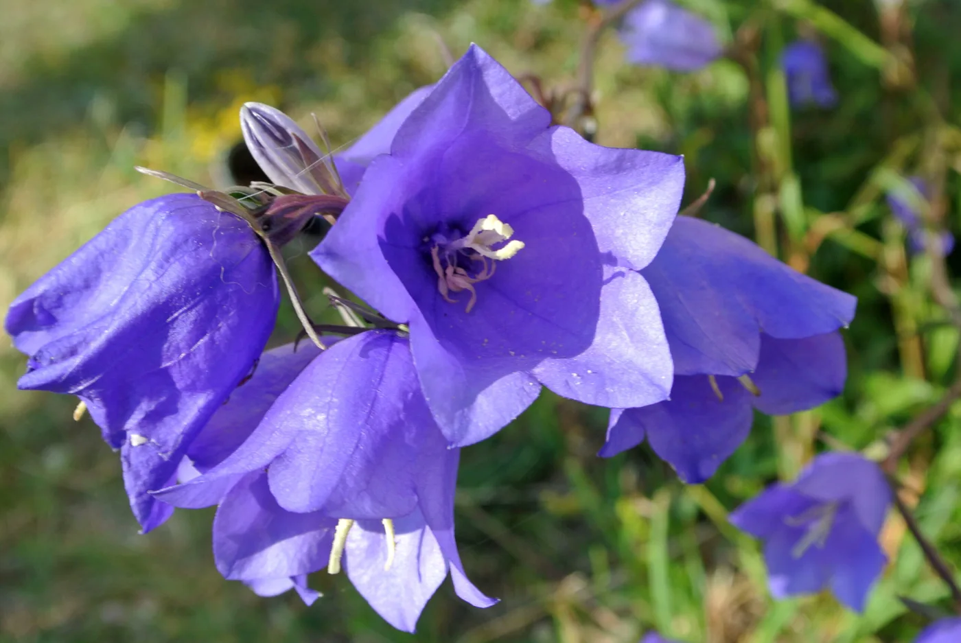 Campanula in Sint Maartensvlotbrug