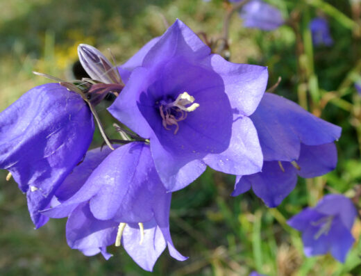 Campanula