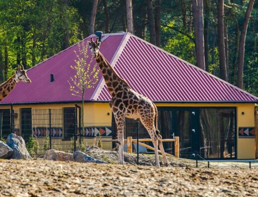 Safari Resort Beekse Bergen